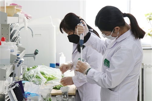 河北涿州“硬核農業(yè)保姆”上線 遠程看管，科技賦能農產品生產